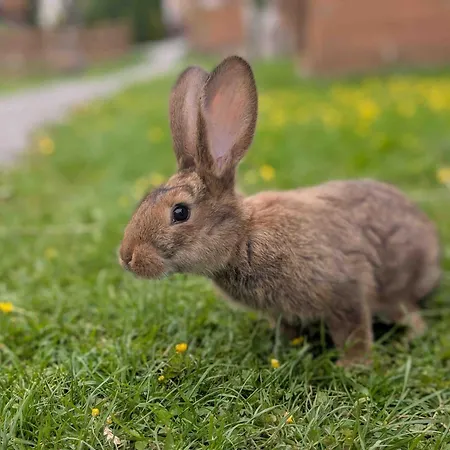 Folwarczek I בית חווה *