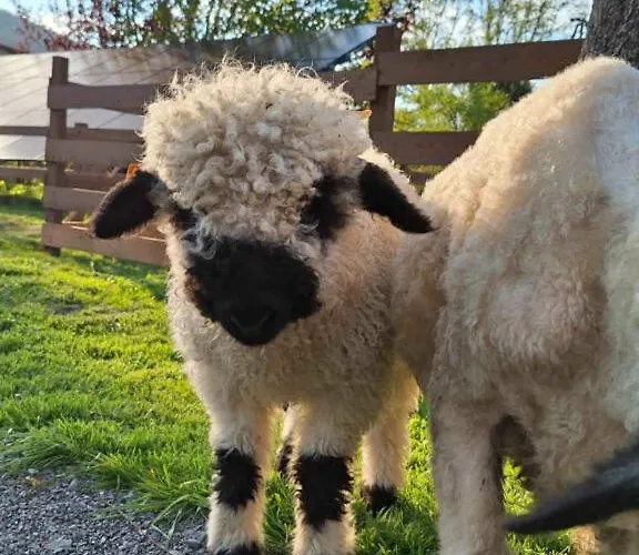 Folwarczek I בית חווה אוסטראון