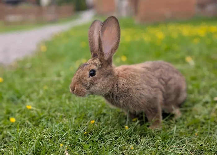 Folwarczek I Farma *